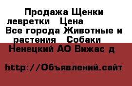 Продажа Щенки левретки › Цена ­ 40 000 - Все города Животные и растения » Собаки   . Ненецкий АО,Вижас д.